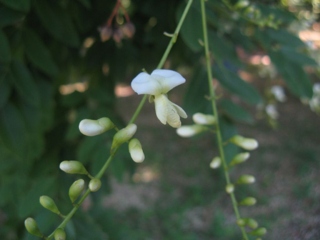 Styphnolobium japonicum (=Sophora japonica) / Sofora