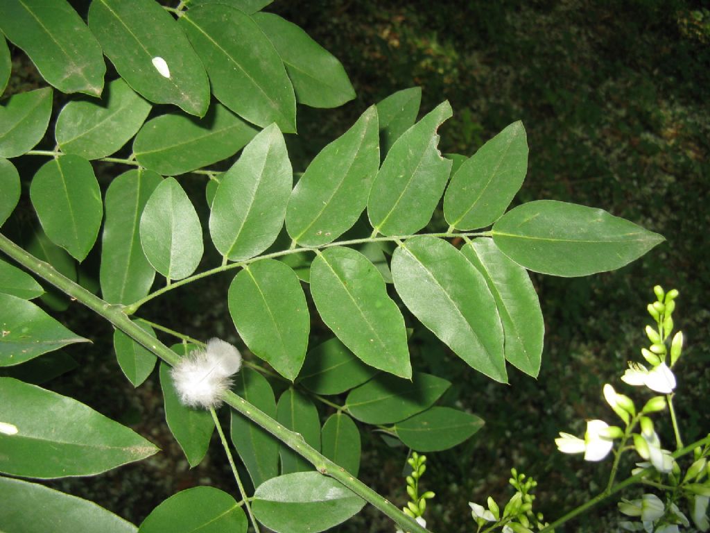 Styphnolobium japonicum (=Sophora japonica) / Sofora