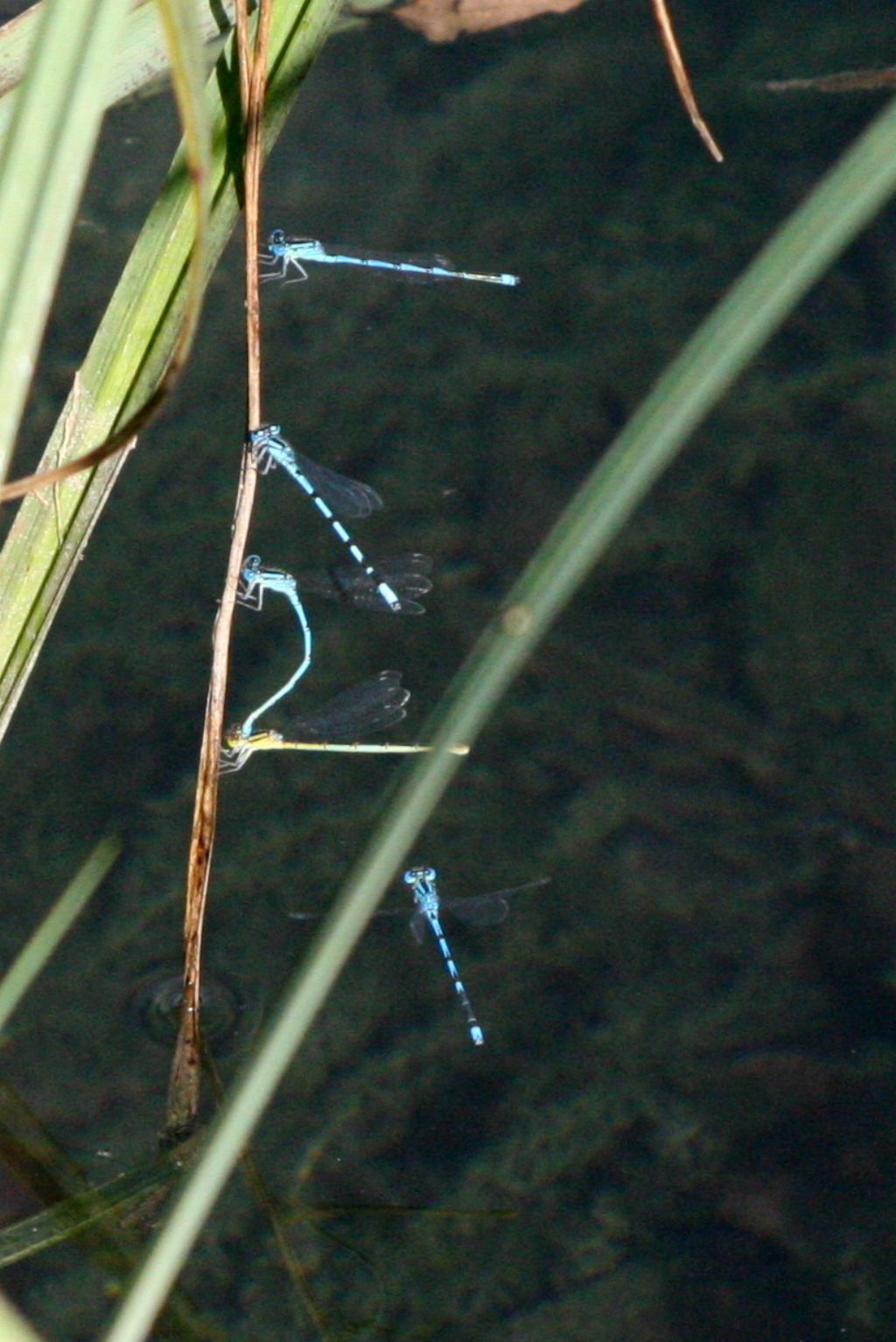 Erythromma lindenii ed Enallagma cyathigerum