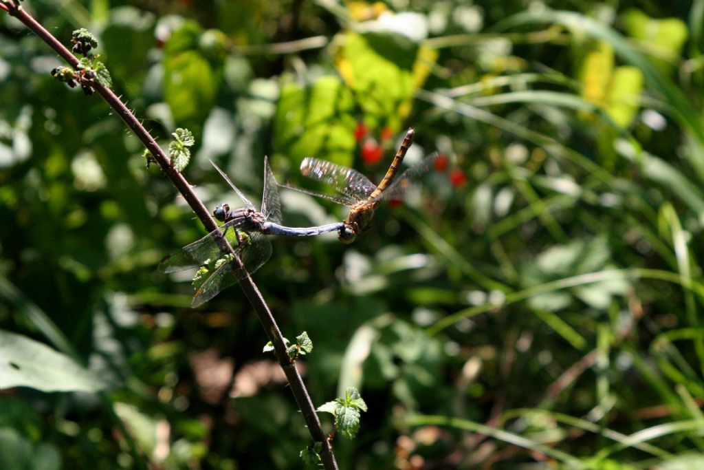 Coppia di Orthetrum coerulescens? s!