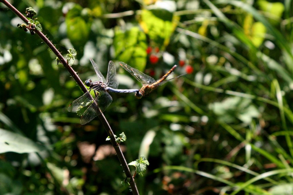 Coppia di Orthetrum coerulescens? s!