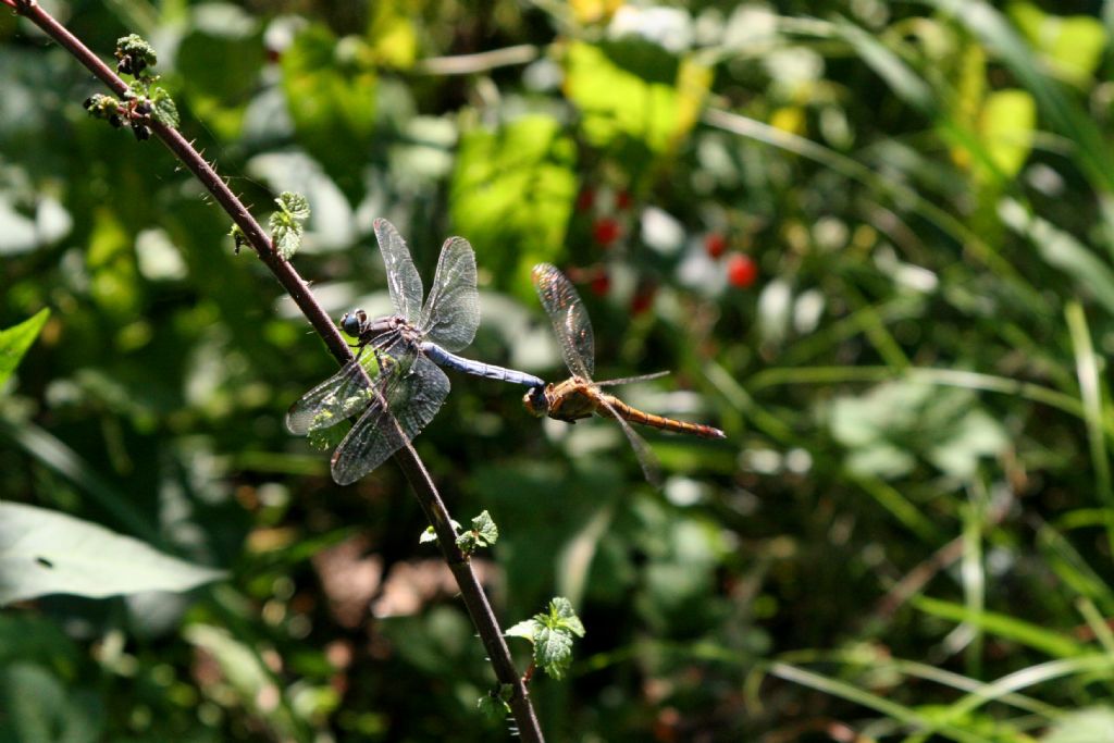 Coppia di Orthetrum coerulescens? s!