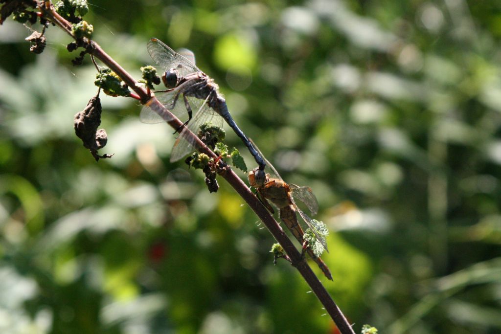 Coppia di Orthetrum coerulescens? s!