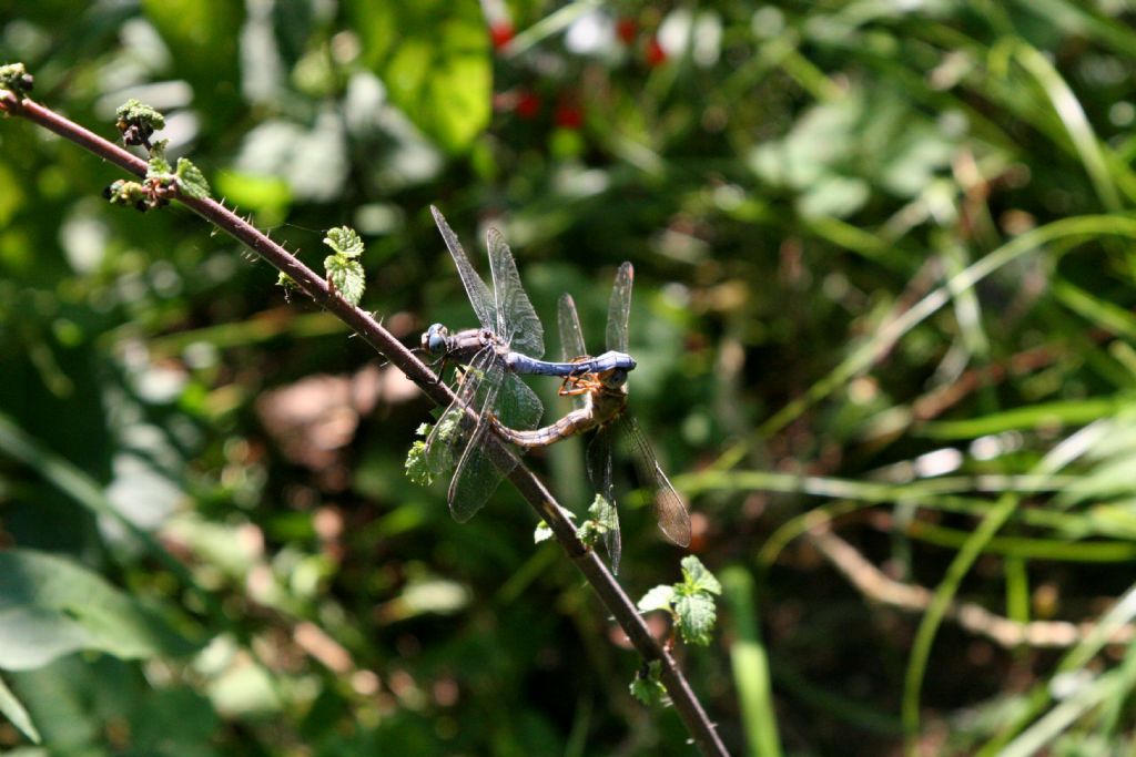 Coppia di Orthetrum coerulescens? s!