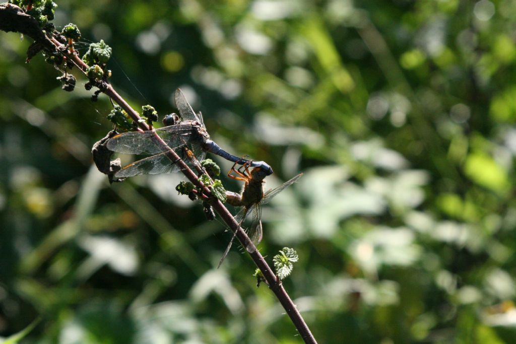 Coppia di Orthetrum coerulescens? s!