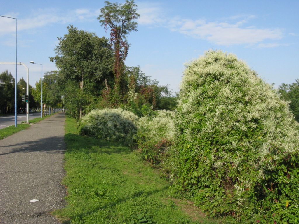 Fallopia baldschuanica (Polygonaceae)