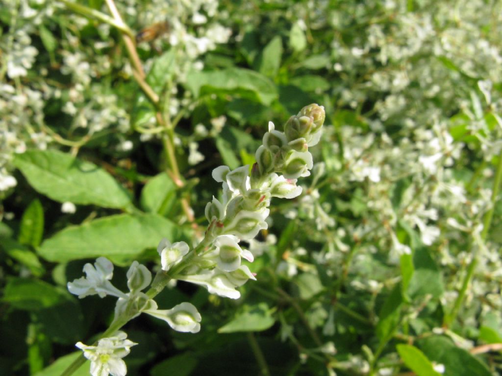 Fallopia baldschuanica (Polygonaceae)