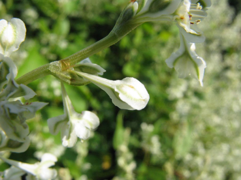 Fallopia baldschuanica (Polygonaceae)