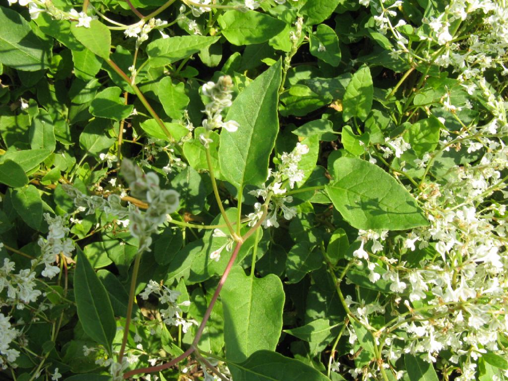 Fallopia baldschuanica (Polygonaceae)