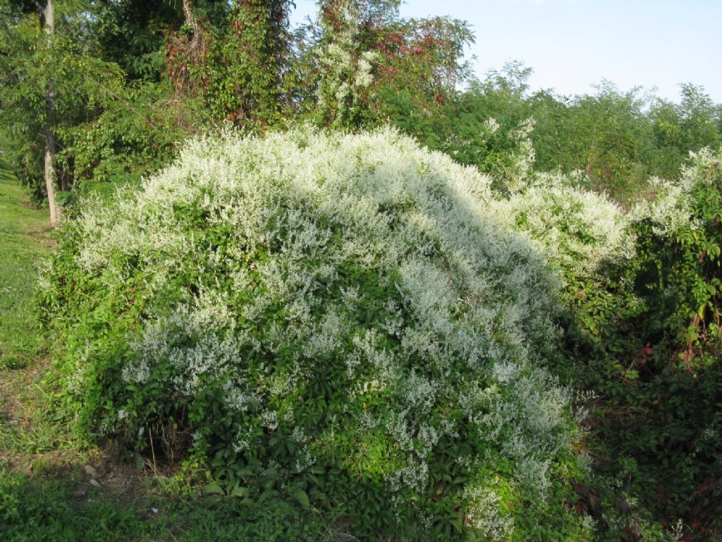 Fallopia baldschuanica (Polygonaceae)