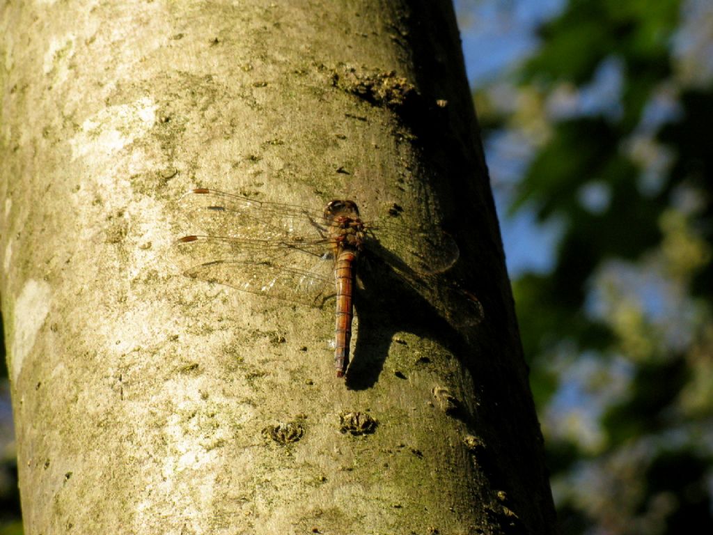 Sympetrum... striolatum, femmina androcroma