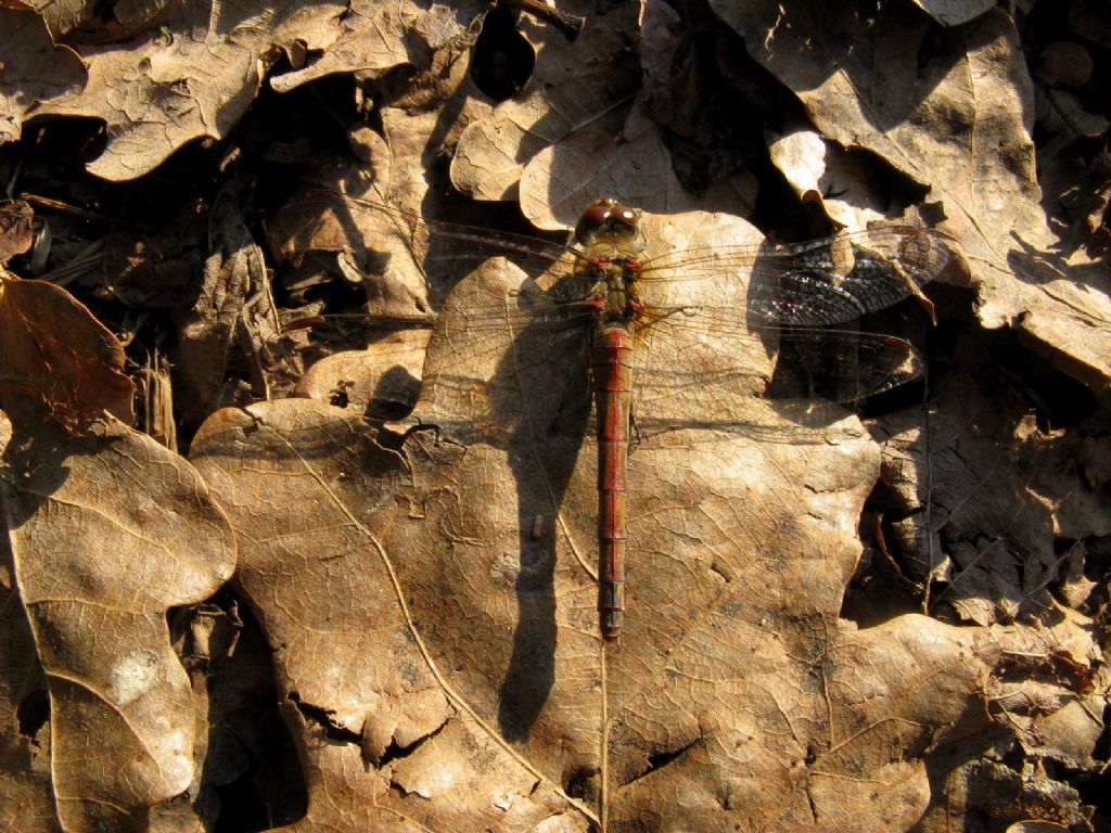 Sympetrum... striolatum, femmina androcroma