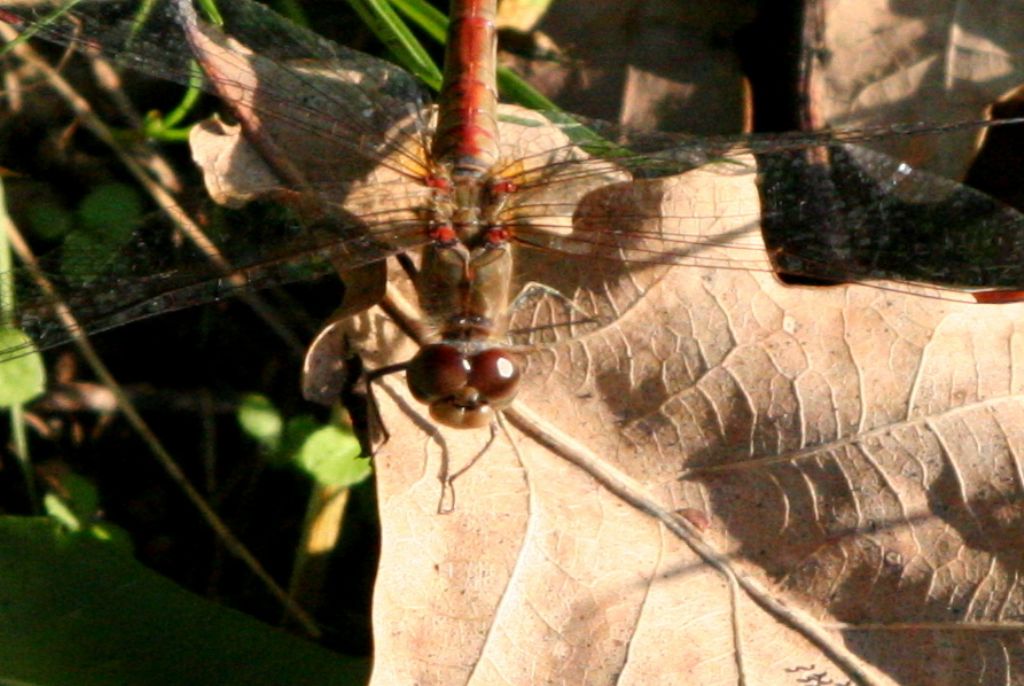 Sympetrum... striolatum, femmina androcroma