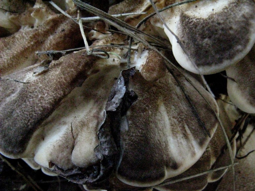Funghi da determinare