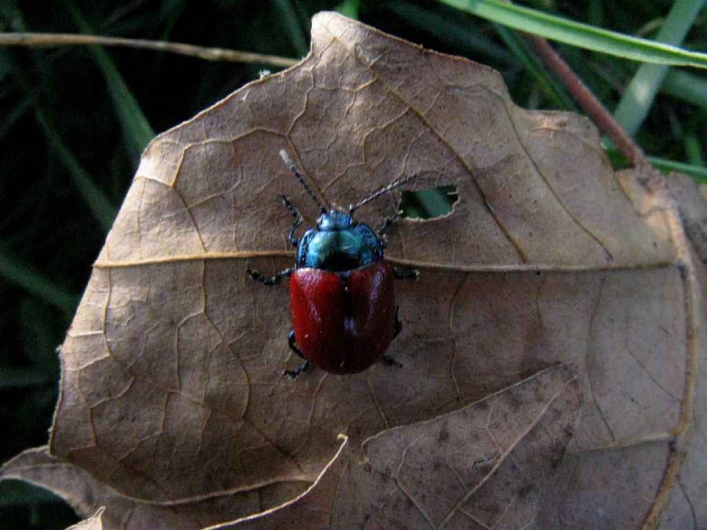 Chrysomela populi? No, Chrysolina grossa
