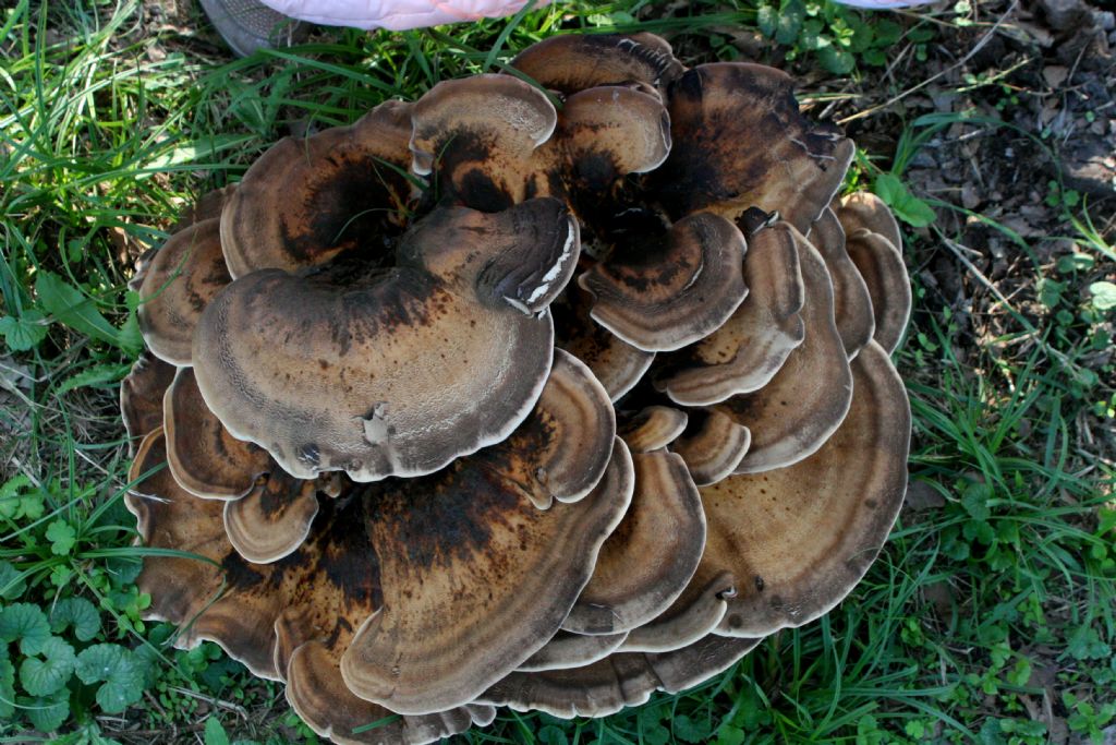 Funghi da determinare