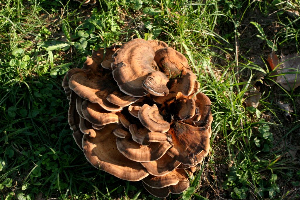 Funghi da determinare