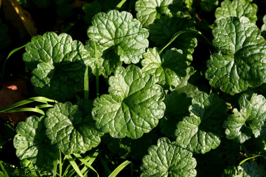 Glechoma hederacea (Lamiaceae)