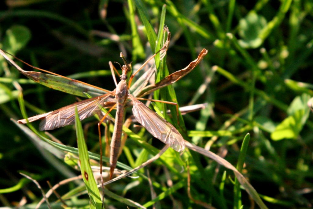 Tipula...? Femmina?  S, ma non oltre