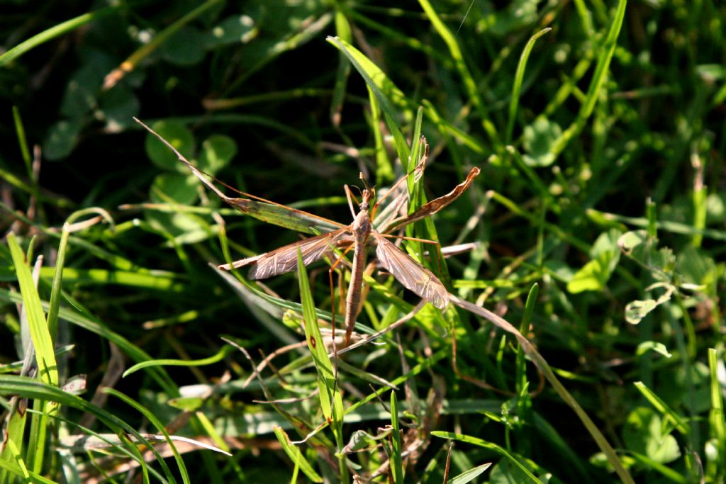 Tipula...? Femmina?  S, ma non oltre