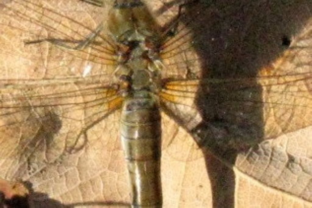 Sympetrum striolatum femmina tonalit marrone ?  No, S. sanguineum