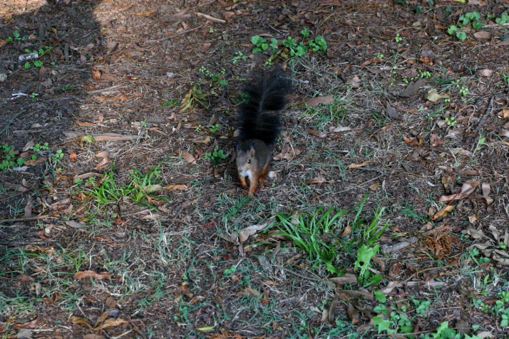 Scoiattolo da denominare: Sciurus vulgaris...?