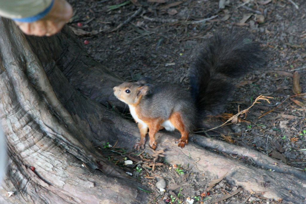 Scoiattolo da denominare: Sciurus vulgaris...?