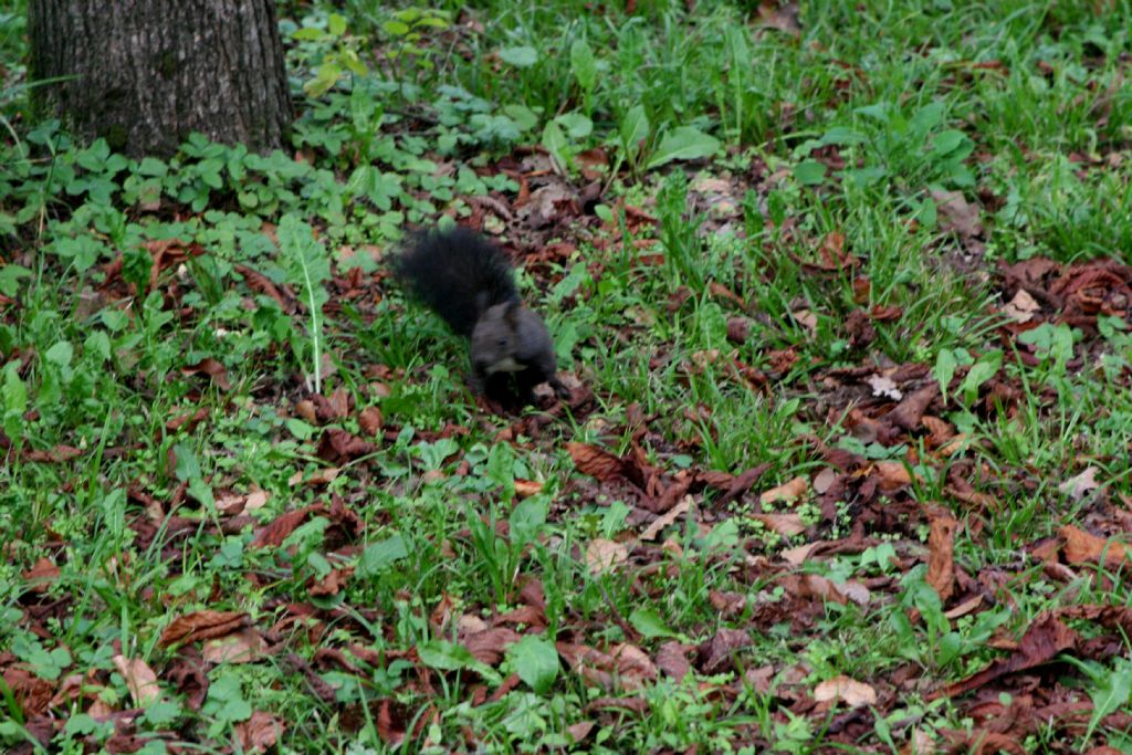 Scoiattolo nero...? No, rosso: Sciurus vulgaris