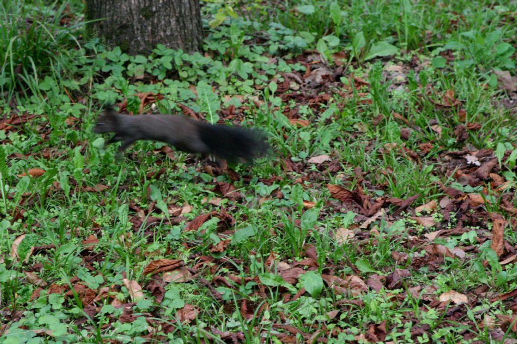 Scoiattolo nero...? No, rosso: Sciurus vulgaris