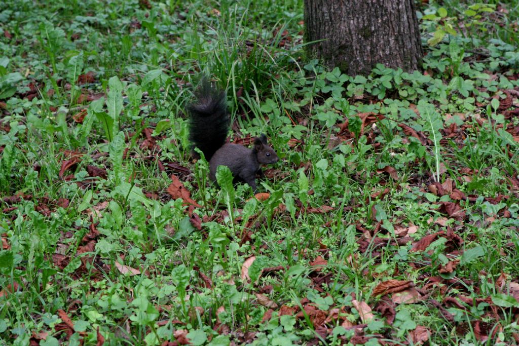 Scoiattolo nero...? No, rosso: Sciurus vulgaris