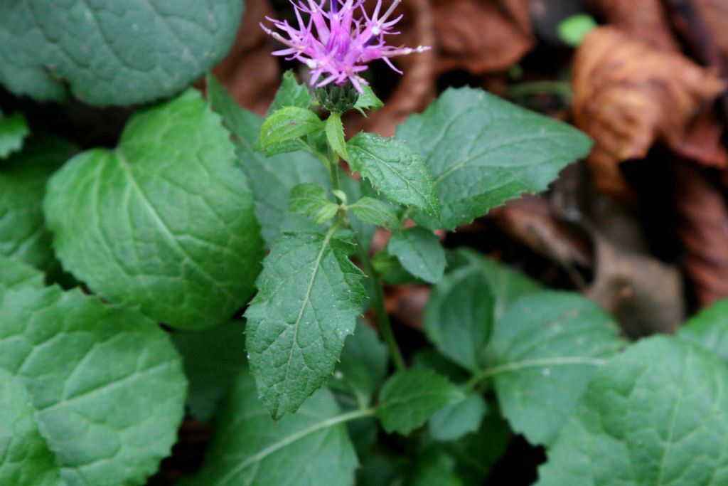 Centaurea da identificare.