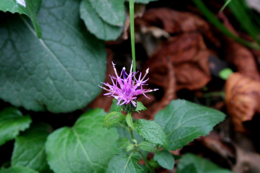 Centaurea da identificare.