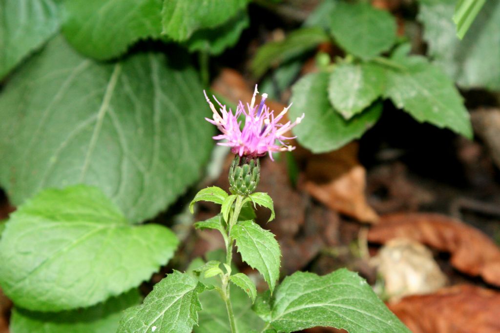 Centaurea da identificare.