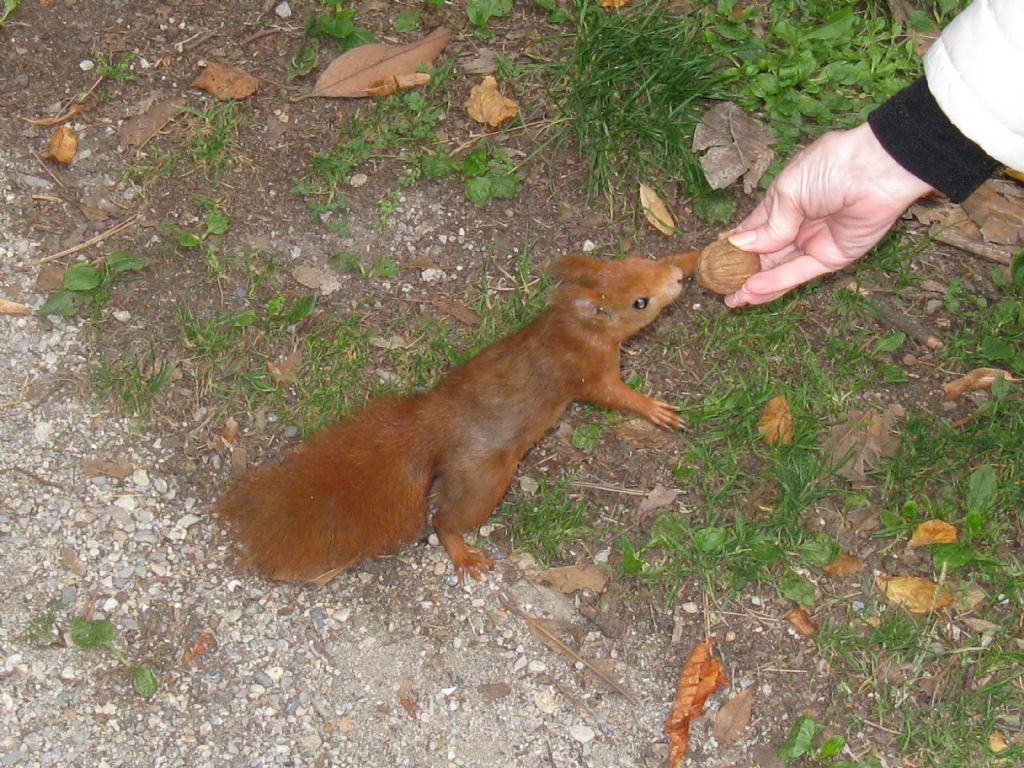 Scoiattolo da denominare: Sciurus vulgaris...?