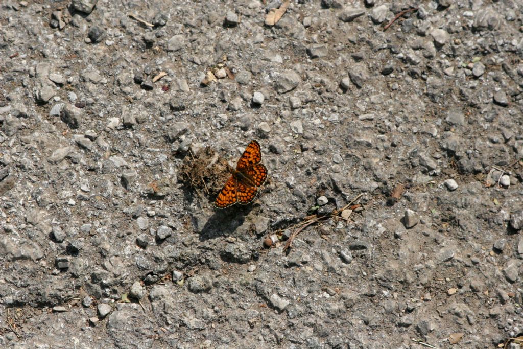 Melitaea phoebe: M o F?