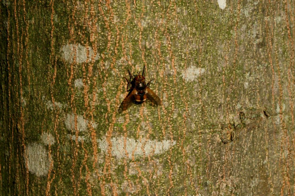 Tachinidae: cfr. Tachina sp.