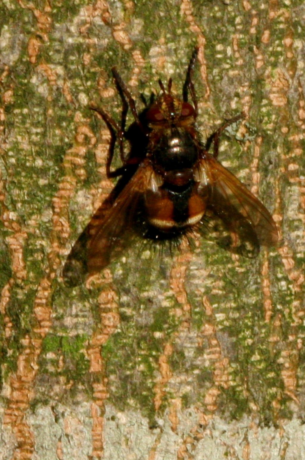 Tachinidae: cfr. Tachina sp.