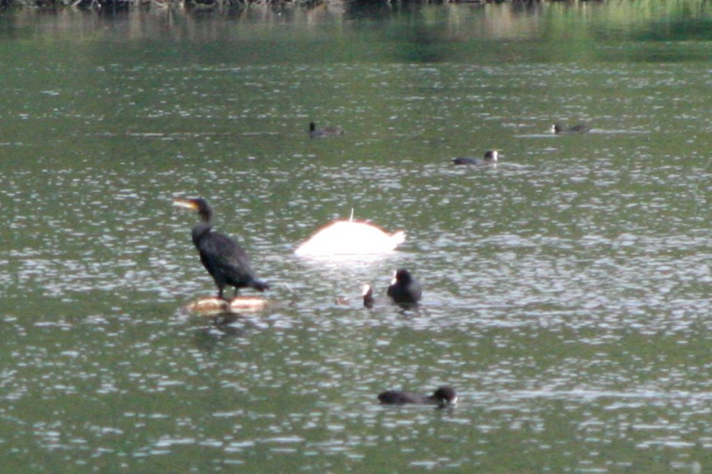 Cormorano?  S