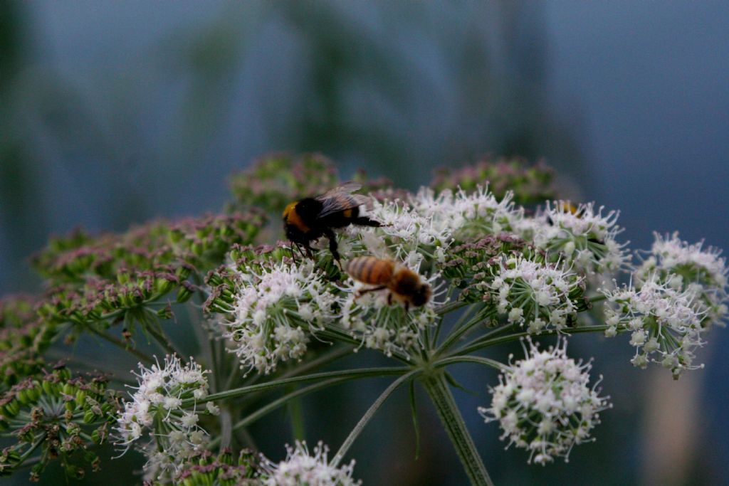 Bombus gr. terrestris