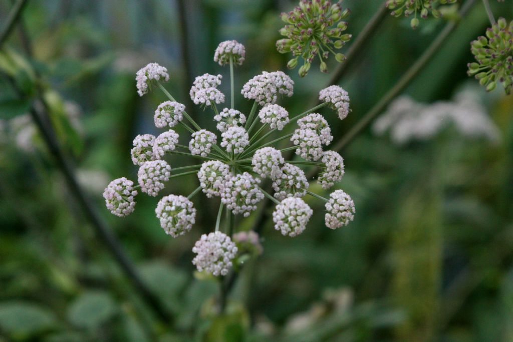Apiaceae: Angelica sylvestris