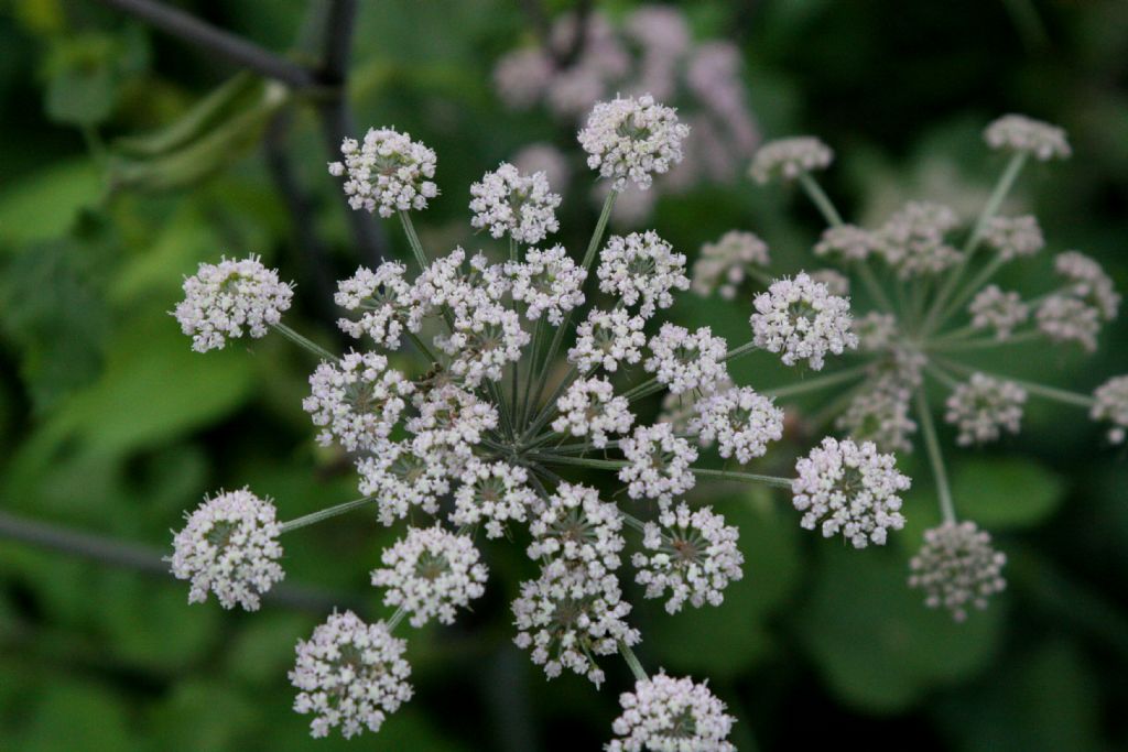 Apiaceae: Angelica sylvestris