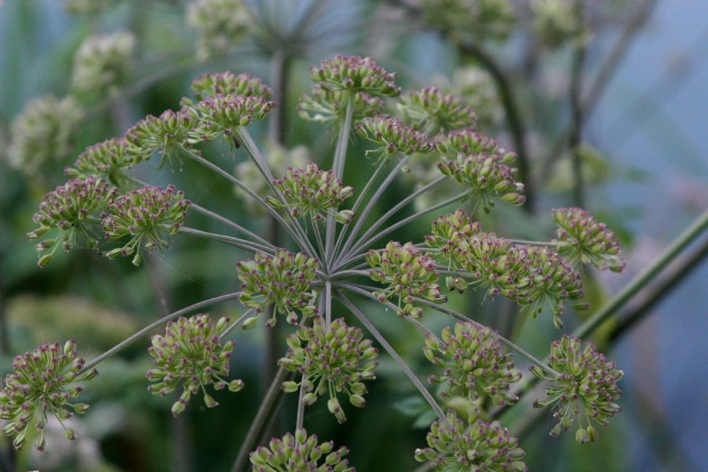 Apiaceae: Angelica sylvestris