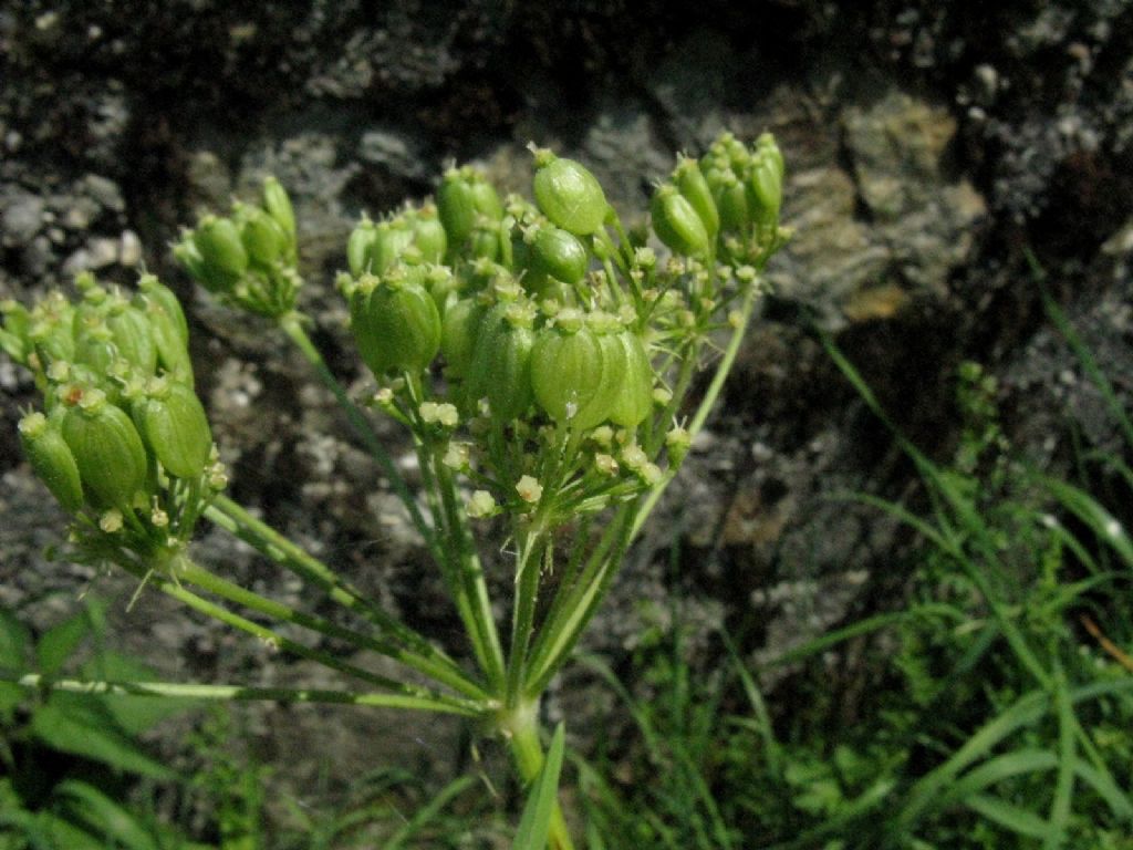 Apiaceae: Angelica sylvestris