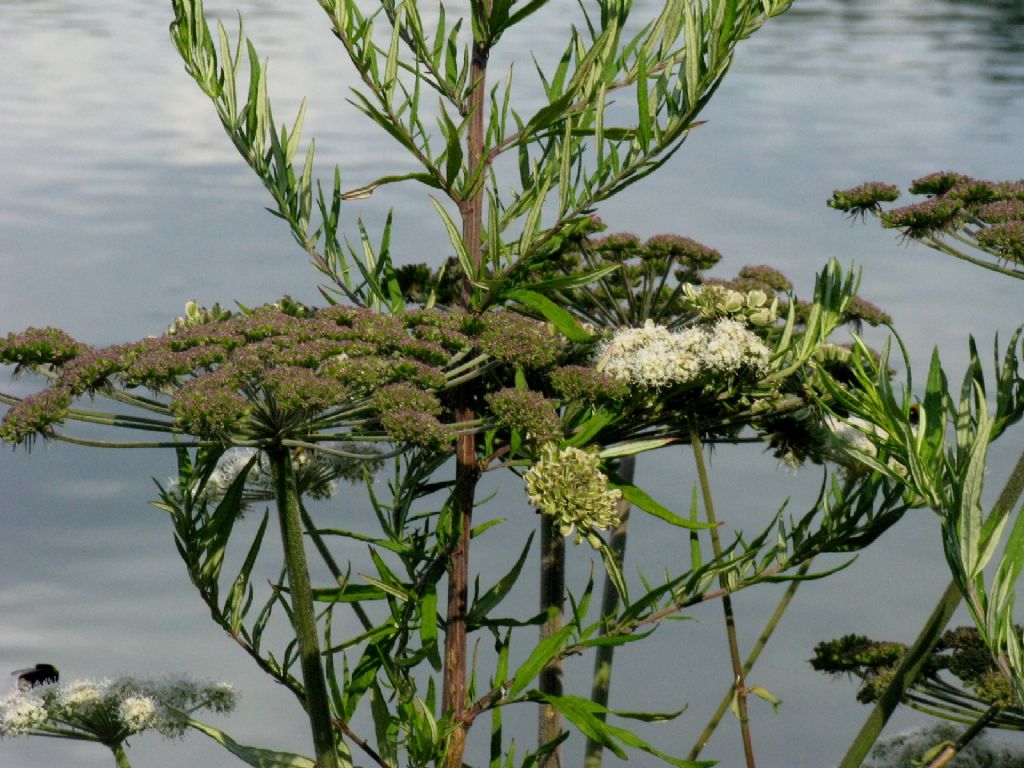 Pianta con fusto rosso:  Artemisia verlotiorum (con fiori di Angelica sylvestris)