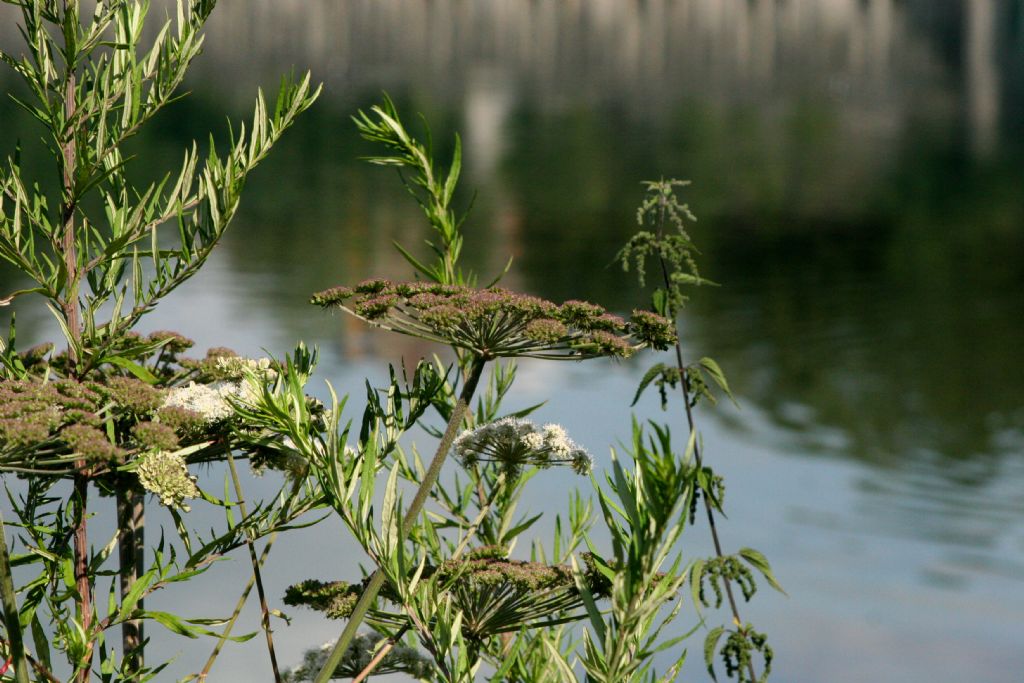 Pianta con fusto rosso:  Artemisia verlotiorum (con fiori di Angelica sylvestris)