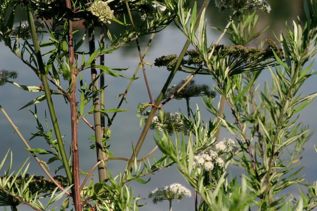 Pianta con fusto rosso:  Artemisia verlotiorum (con fiori di Angelica sylvestris)