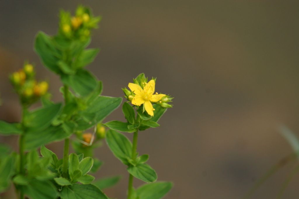 Hypericum cfr. tetrapterum