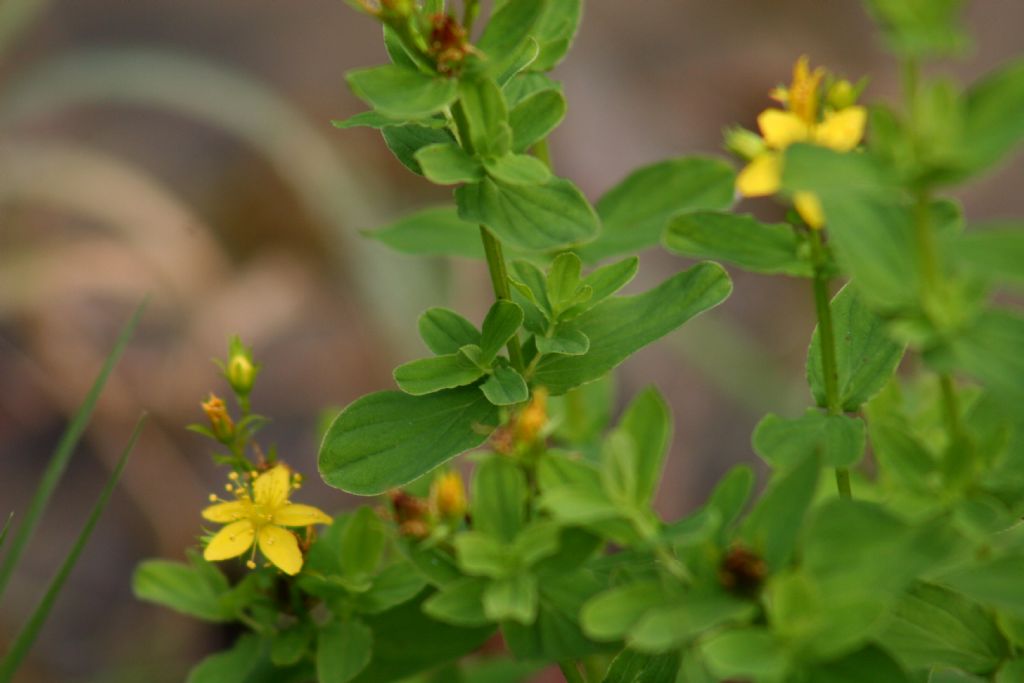 Hypericum cfr. tetrapterum