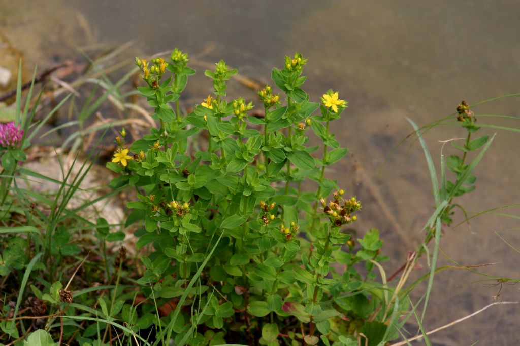 Hypericum cfr. tetrapterum