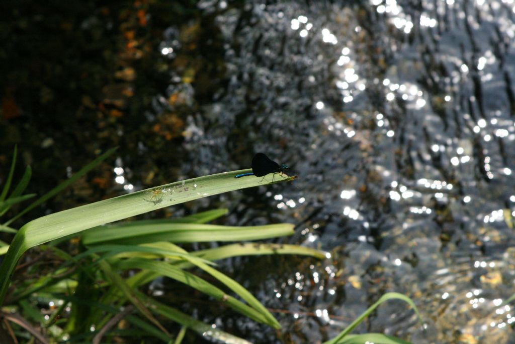 E'' un ragno?  S, Dolomedes sp., giovane - Valbrona (CO)